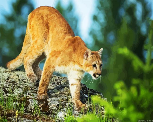 Cougar In Jungle Painting By Numberss.png