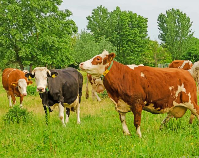 Cows In A Landscape New Painting By Numberss.png