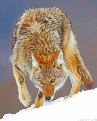 Coyote Animal Painting By Numbers.png
