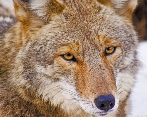 Coyote Face Painting By Numbers.png