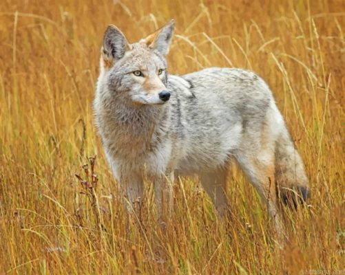 Coyote In A Field Painting By Numbers.png