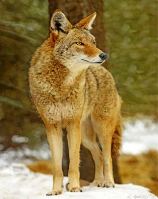 Coyote Wolf Painting By Numbers.png