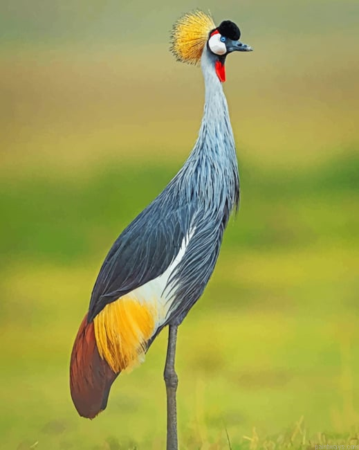 Crane Bird Painting By Numberss.png