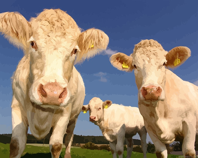 Curious Cows New Painting By Numberss.png