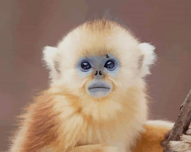 Cute Baby Face Monkey New Painting By Numberss.png