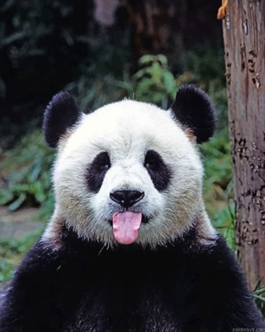 Cute Bear Panda New Painting By Numberss.png