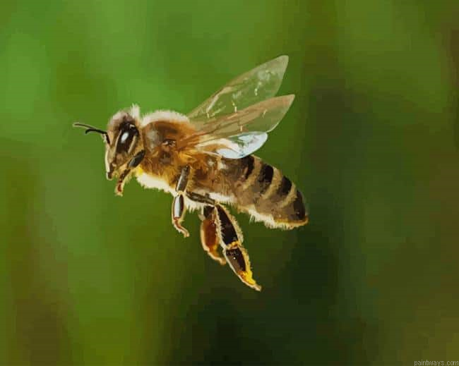 Cute Bee Flaying New Painting By Numberss.png