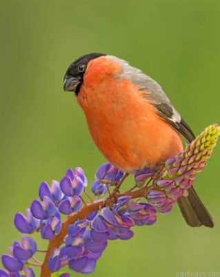 Cute Bullfinch Bird Painting By Numbers.png