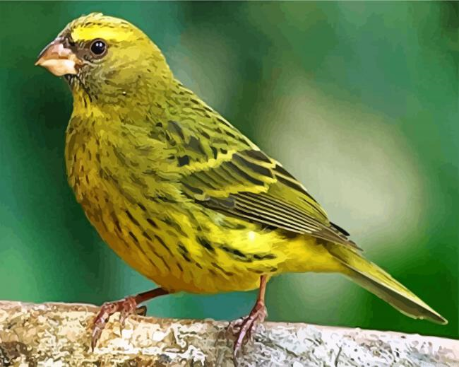 Cute Canary Bird Painting By Numbers.png