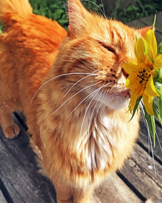 Cute Cat Animals Painting By Numberss.png