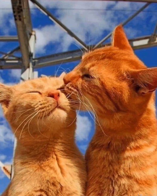 Cute Cat Couple Animals Paint By Numbers.png