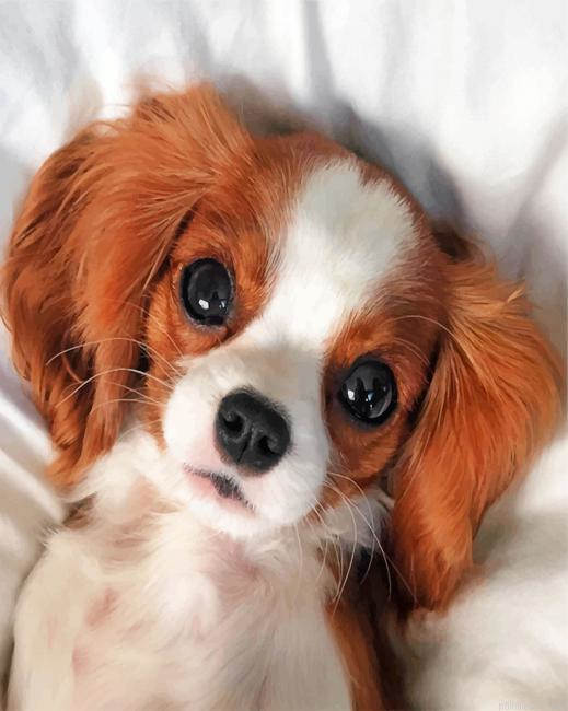 Cute Cavalier Puppy Painting By Numbers.png