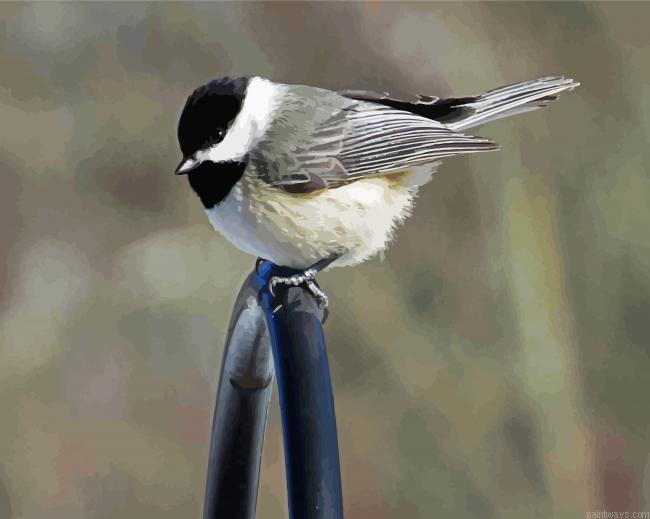 Cute Chickadee Bird Painting By Numberss.png