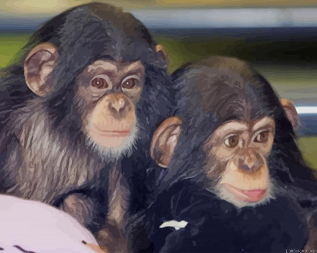 Cute Chimpanzees New Painting By Numberss.png