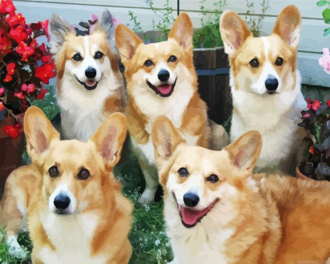 Cute Corgis Dogs Painting By Numberss.png