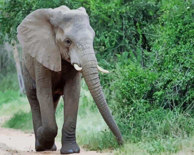 Cute Elephant New Painting By Numberss.png