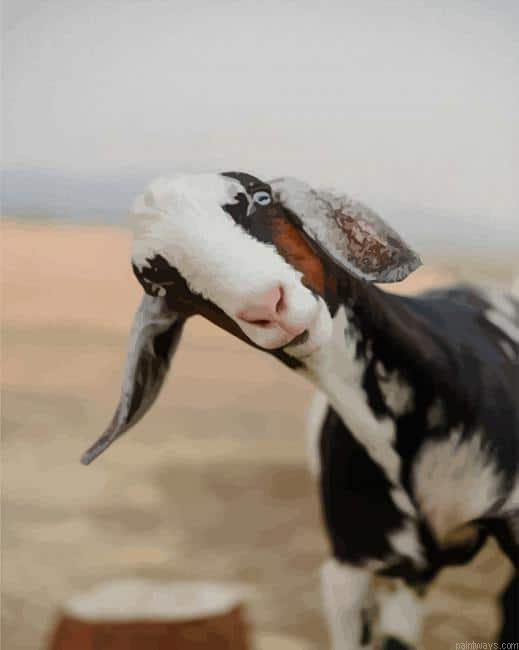 Cute Goat New Painting By Numberss.png