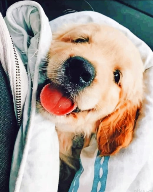 Cute Golden Retriever Animals Painting By Numberss.png