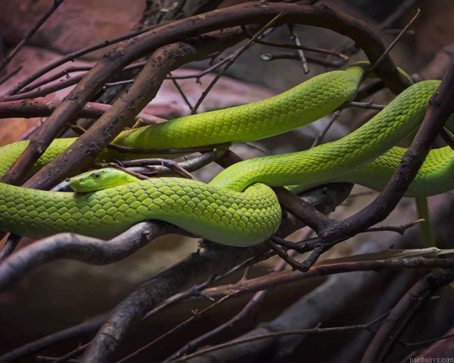 Cute Green Snake New Painting By Numberss.png