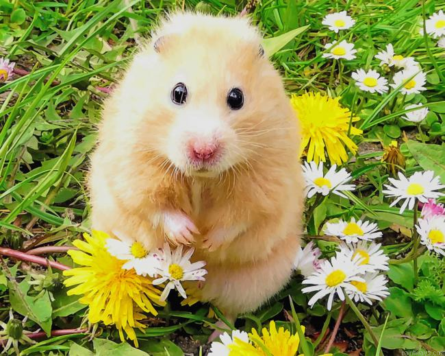 Cute Hamster Painting By Numbers.png