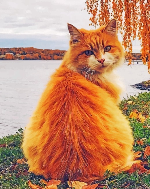 Cute Kitten Animals Painting By Numberss.png