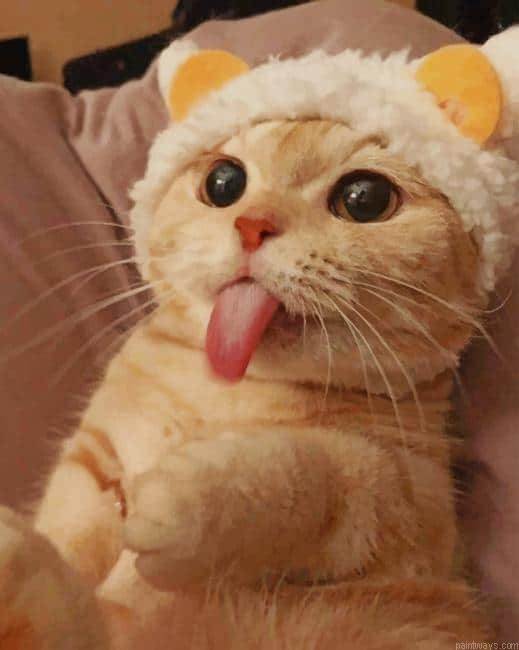 Cute Kitty New Painting By Numberss.png