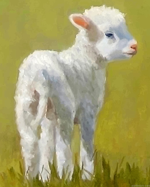 Cute Lamb New Painting By Numberss.png