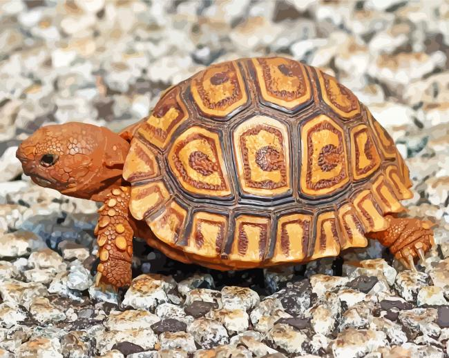 Cute Leopard Tortoise Painting By Numbers.png