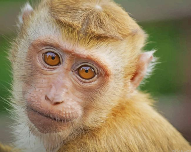 Cute Monkey New Painting By Numberss.png