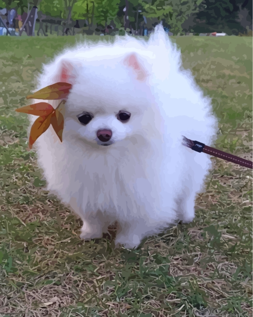 Cute Pomeranian Painting By Numbers.png