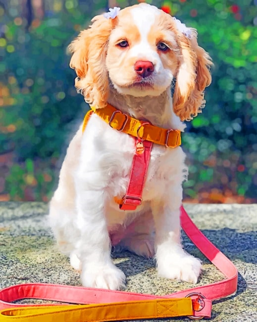 Cute Puppy Animals Painting By Numberss.png