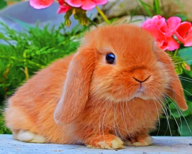 Cute Rabbit Animals Painting By Numberss.png
