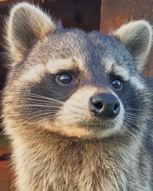 Cute Raccoon New Painting By Numberss.png