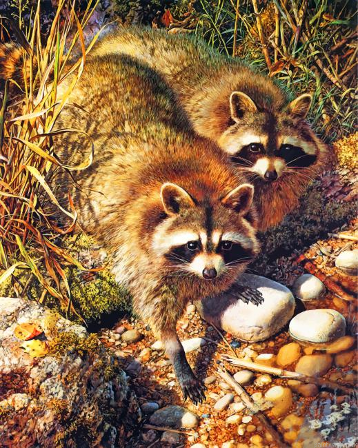 Cute Raccoons Painting By Numbers.png