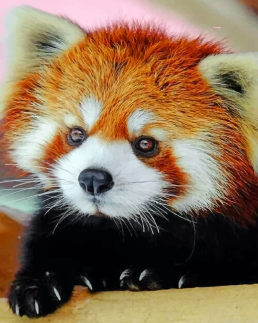 Cute Red Panda Animals Painting By Numberss.png