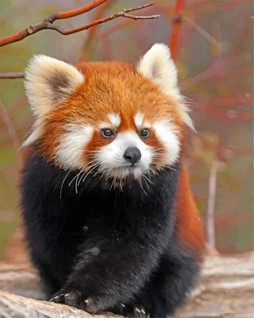 Cute Red Panda Painting By Numbers.png