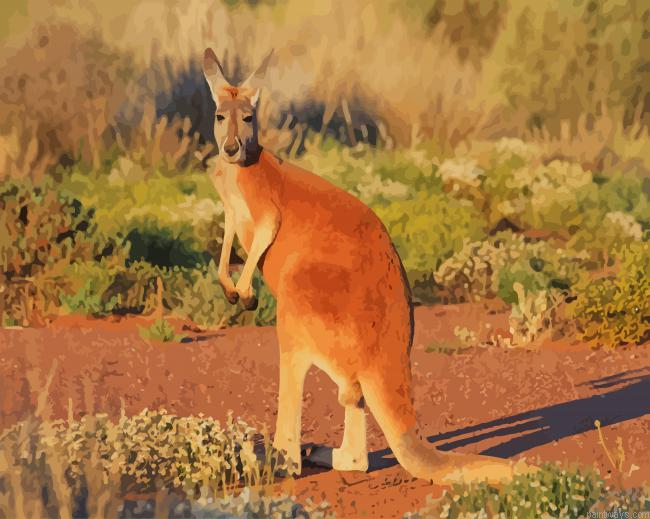 Cute Red Kangaroo New Painting By Numberss.png