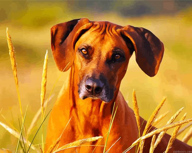 Cute Rhodesian Ridgeback Painting By Numberss.png