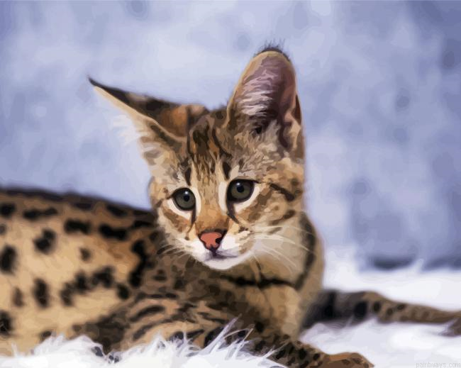 Cute Savannah Cat Painting By Numberss.png