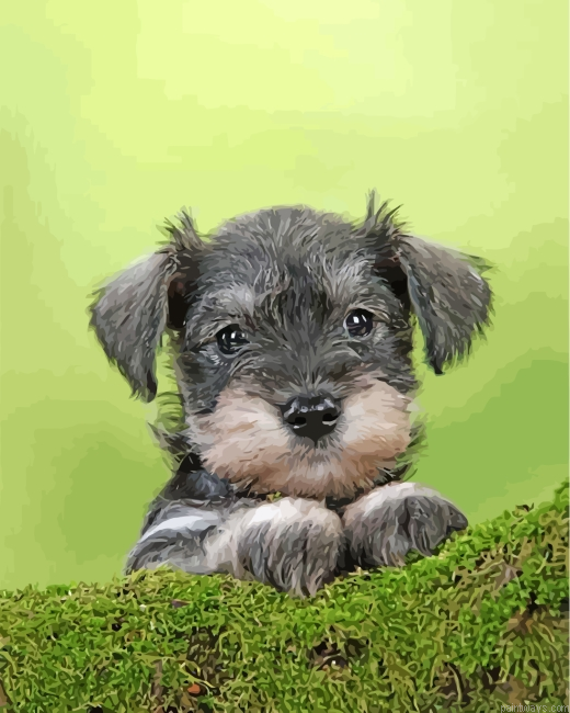 Cute Schnauzer Painting By Numbers.png