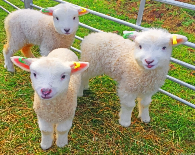 Cute Sheep Animals Painting By Numberss.png