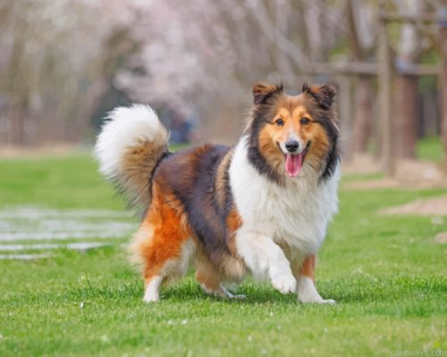 Cute Sheltie Painting By Numbers.png