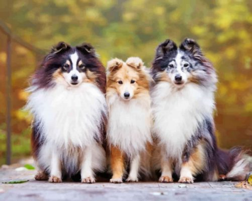 Cute Shelties Dogs Painting By Numbers.png