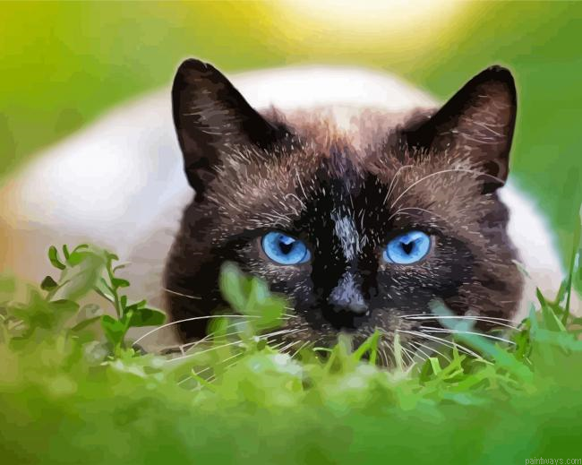Cute Siamese Cat Painting By Numberss.png