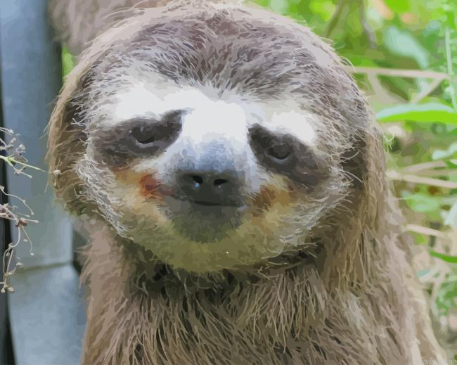 Cute Sloth Animal New Painting By Numberss.png