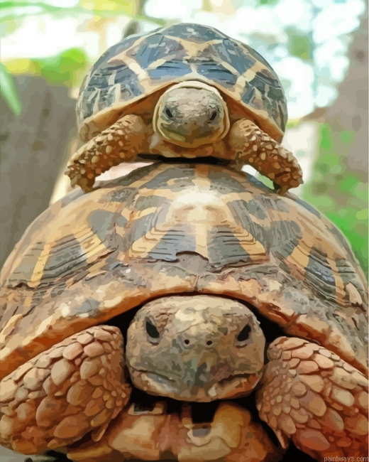Cute Turtle And Tortoise Painting By Numberss.png