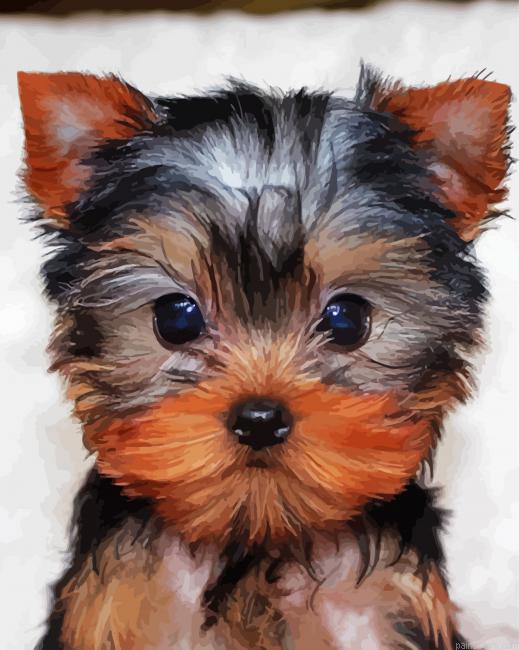 Cute Yorkie Puppy Painting By Numberss.png