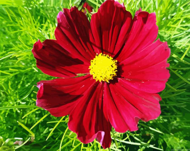 Dark Red Cosmos Painting By Numberss.png