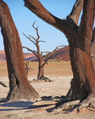 Dead Tree Desert Painting By Numbers.png
