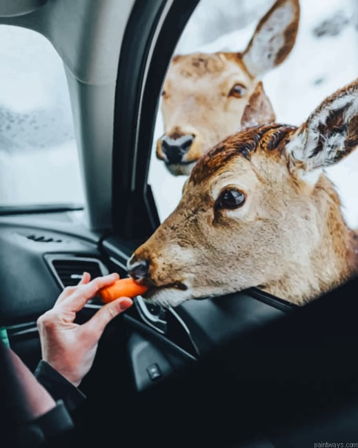 Deer Eating Carrots New Painting By Numberss.png